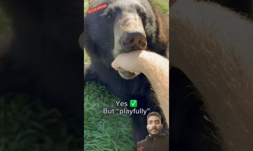 Play with bear #shorts #wildlifefight #animals