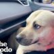 Pregnant Dog Jumps Into Car In Dollar General Parking Lot | The Dodo