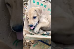 Puppy playing #puppy #doglover #cute #animals #funny #doglove #dog #barking #love #shortvideo #top