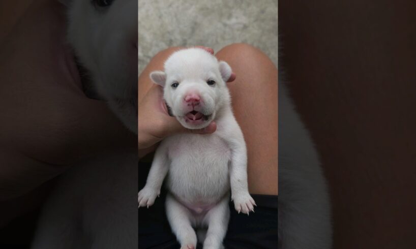 Puppy super cute #puppies #cute #cuteanimal #cutepuppy