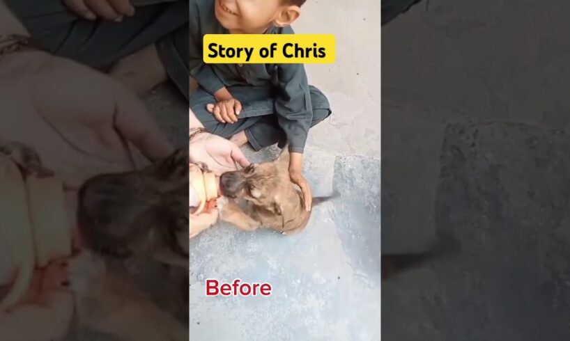 Rescue Story of Chris 💕 #puppies #doglover #animals #shortsvideo