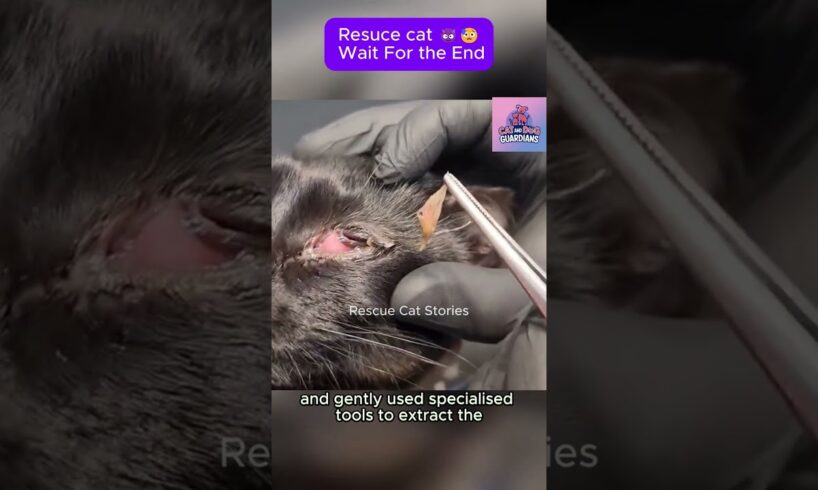 Rescue cat 😥 Wait For the end #CatRescue #RescueCat #kitten #pets #cat #rescue