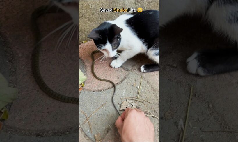 Rescue mission: Snake saved from hungry cat 🥺