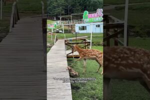 Rescuing a fawn abandoned by its mother #shorts #shortsvideo #animals #rescue #cute