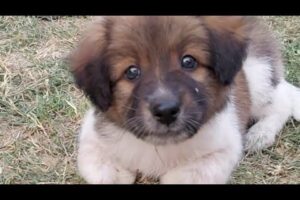 Simba Met Nani or Taal {puppies 🐶 || Cuteness overloaded ||  Cute puppies video 2024 #cute #puppy