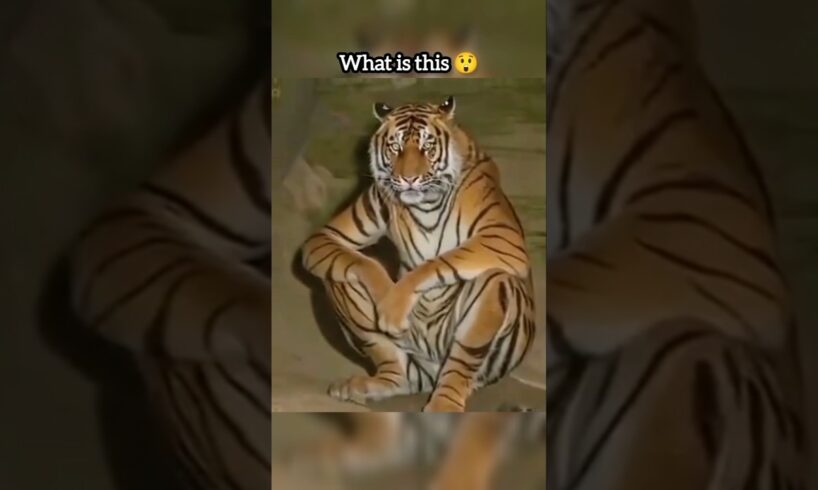 "Skinwalker disguised as Animals" | #animals #factvideo #facts #scary