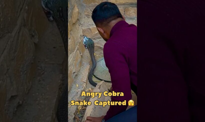 Snake Surprise: Caught Hiding Behind a Stone! 😱😱😱 #shorts