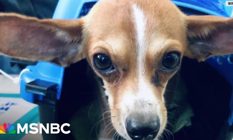 Stray animals stranded by Hurricane Milton rescued