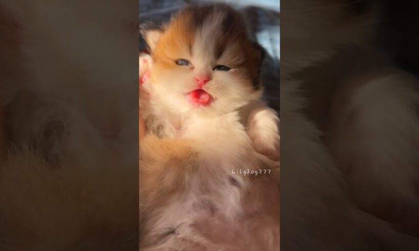 The little cutie is coming your way!💕😻 #cute  #kitten  #cat  #meow