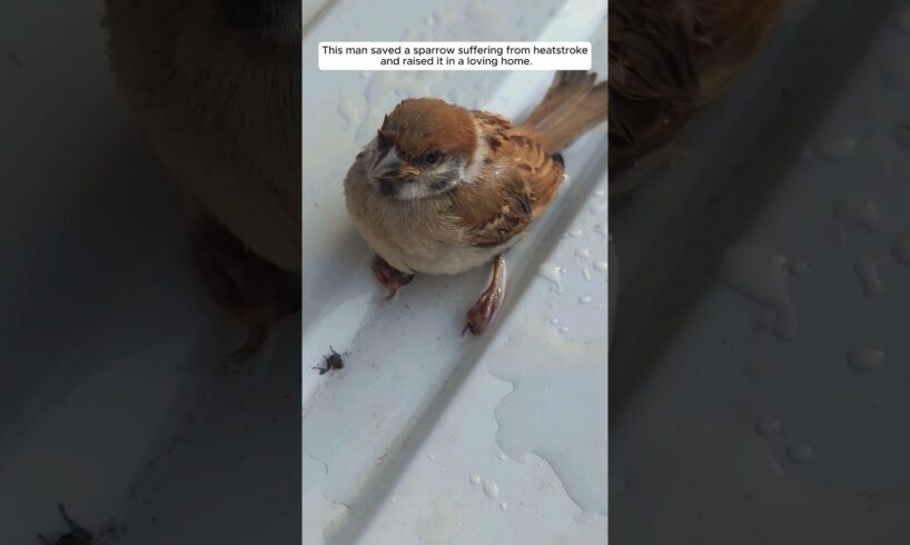 This man rescued a sparrow that was suffering from heatstroke and raised it. #animalshorts
