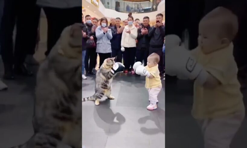 This scene...  fight  catinteresting video fight  harmony between humans and animals  cute pet DOU