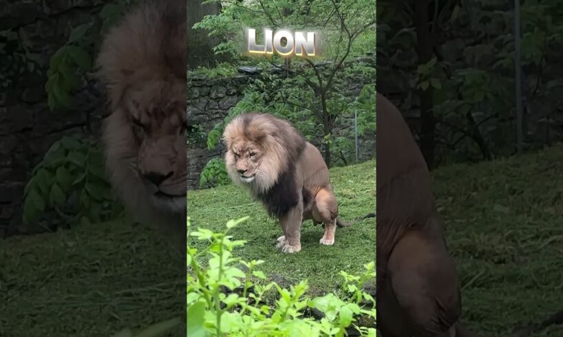 Tiger vs Lion real fight #trending #lion #tiger #liontiger #animals #viralvideo #fighting #shorts