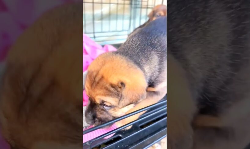 Tweens Cute Puppies #puppy #cute #youtubeshorts #short .