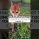 When I Behave Like a Man . .#shorts #youtubeshorts #shortvideo #foryou #dogs #dogshorts #dog #funny