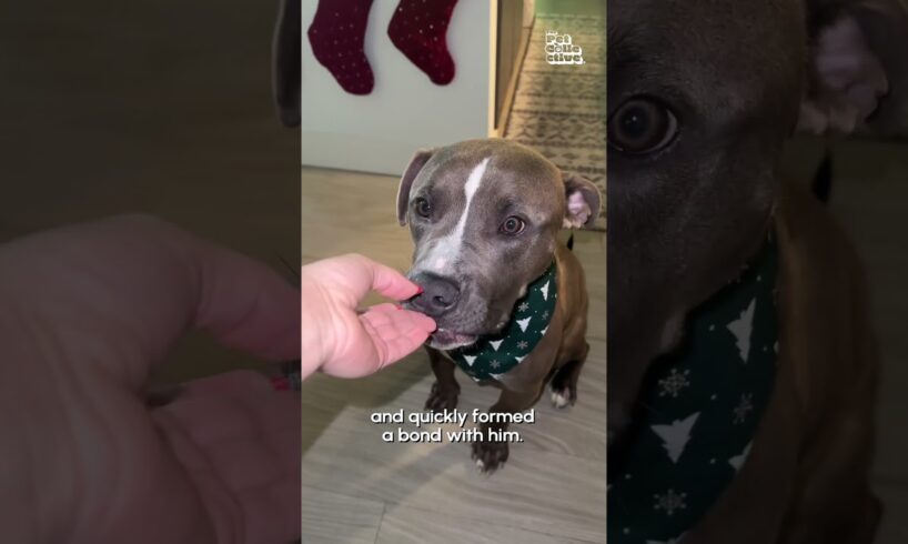 Woman Fosters Dog and Finds Him Loving Home