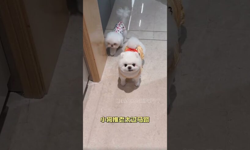 cute puppies funny moment cute overload ❤️#hellomochi #shorts #dog #funnydogs #funnyanimals #bichon
