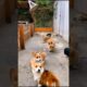 cute puppies #puppy #puppies #cutedog #cuteanimals #youtubeshorts #shorts