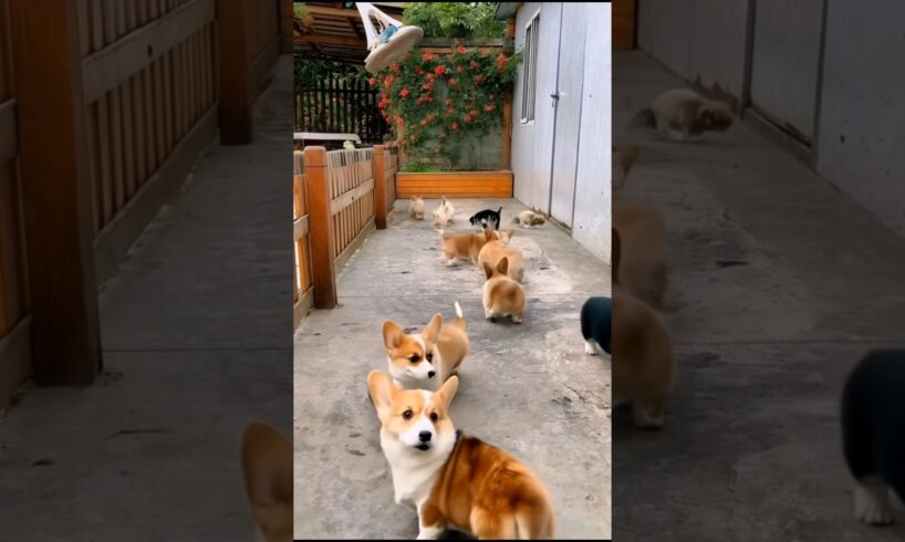 cute puppies #puppy #puppies #cutedog #cuteanimals #youtubeshorts #shorts
