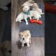 cute puppies #puppy #puppies #dog #cuteanimals #youtubeshorts #shorts