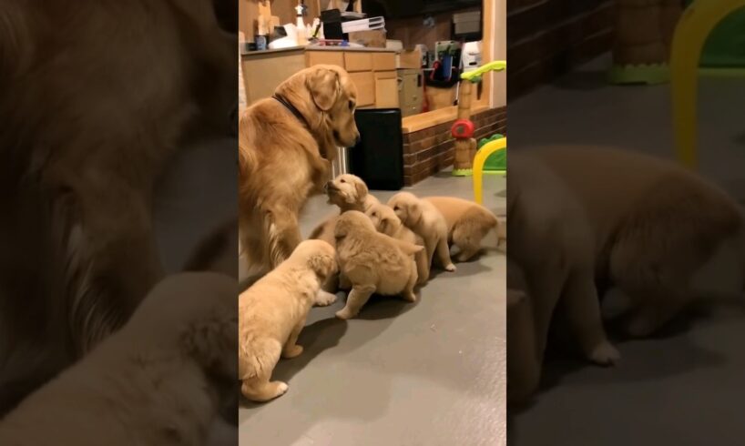 cute puppies with mother dog #puppy #puppies #dog #cuteanimals #youtubeshorts #shorts