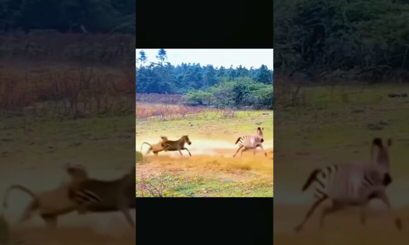 शेर का जेबरा के बच्चे पर खतरनाक हमला, Mother saves zebra cub from lion attack, wild animals fights