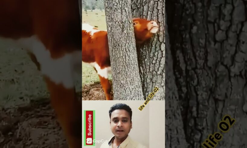 গরুকে বাঁচানো 😊 save the cow #shorts #shortvideo #viralvideo