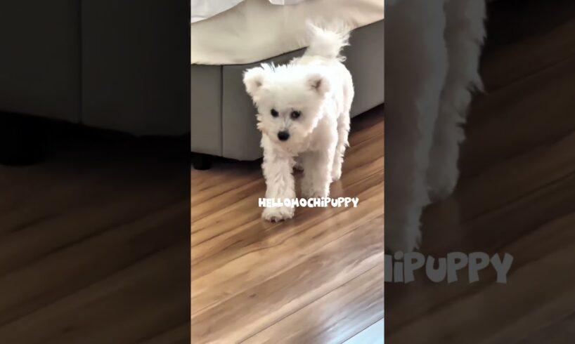 cute puppies funny moment cute overload ❤️#hellomochi #dog #bichon