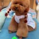 Cute Dog Collection, The World’s Cutest Puppies #dog #puppies #puppy #video #cute #cutest
