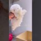 cute puppies funny moment cute overload ❤️#hellomochi #dog #bichon