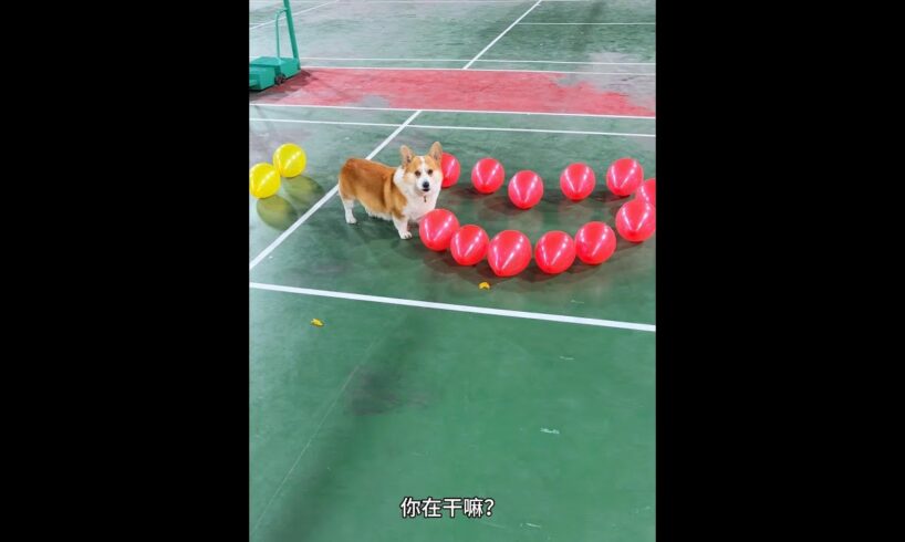 Cute Puppies 🥰♥ super funny Corgi ♥ #shorts #2025