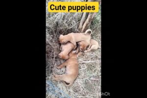 cute puppies 🥰🥰
