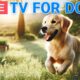 🔴 24 Hours of Dog TV🎵Dog Calming Video for Dogs🐶🩷Separation Anxiety Music for Dogs to Go to Sleep💤
