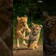 A cute lion cub playing with tiger cub. #animals #lioncubs #viralvideo #viralshorts #wildlife
