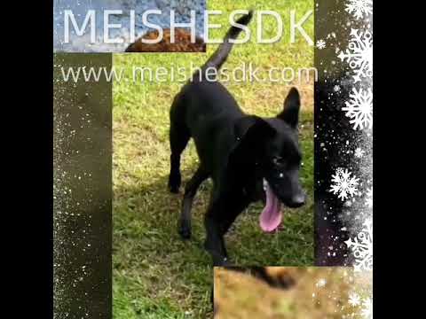 Adorable puppies#pets #cute #puppies