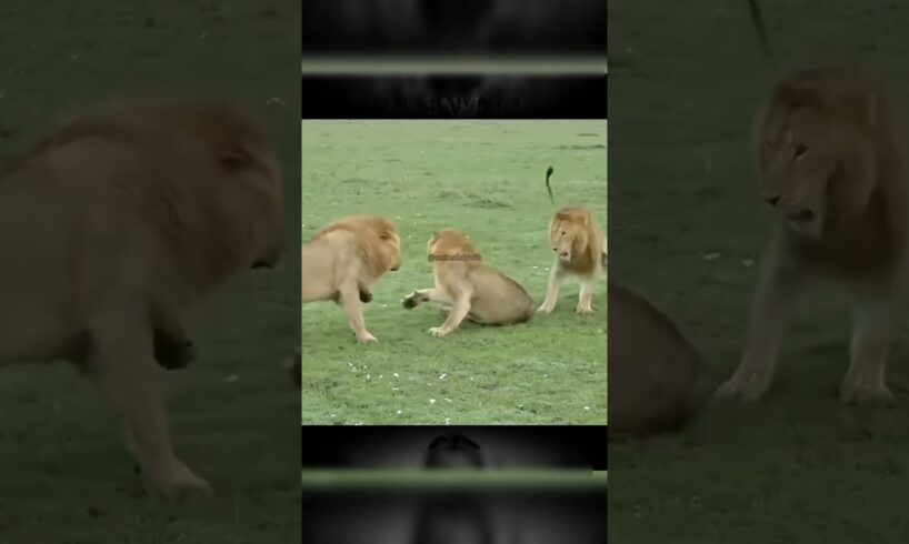 Animal The Lion King Documentary #lion #animals #wildlife #nature