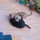 Brave Dog Fights Off Hungry Jaguar 😱👊