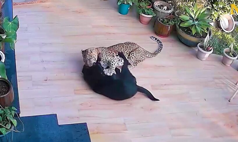 Brave Dog Fights Off Hungry Jaguar 😱👊