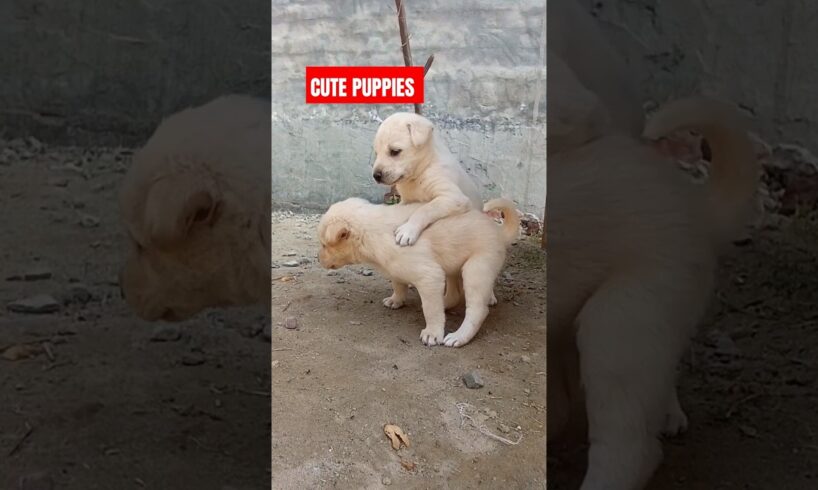 CUTE PUPPIES playing #trending #cute #cutebaby #cutedog #puppies #puppy #pets #doglover #dog