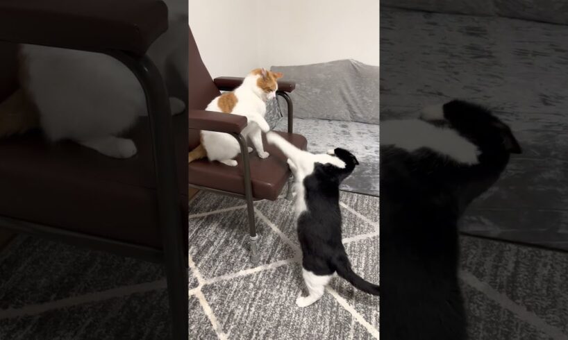 Cat Fight || #shorts