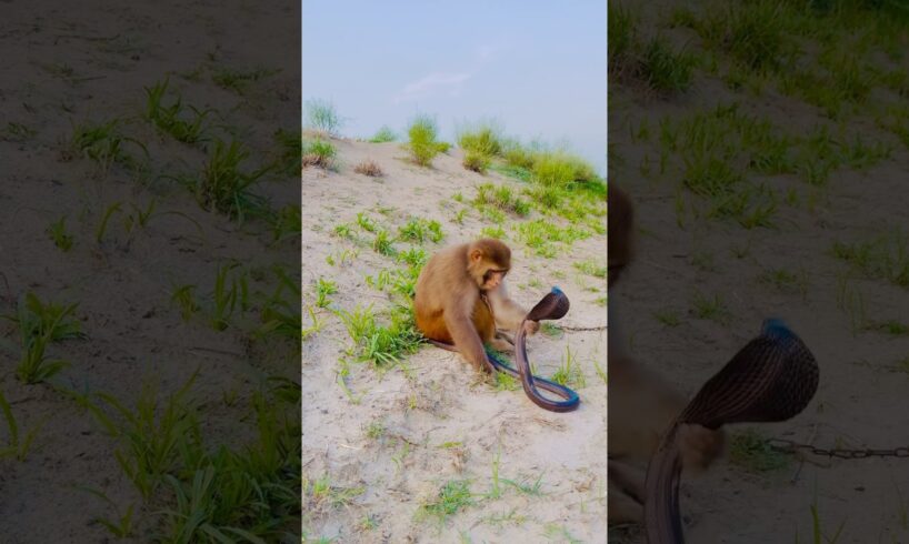 Cobra 🐍 and monkey 🐒 playing amazing short