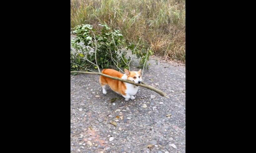 Cute Puppies 🥰♥ super funny Corgi ♥ #shorts #2025