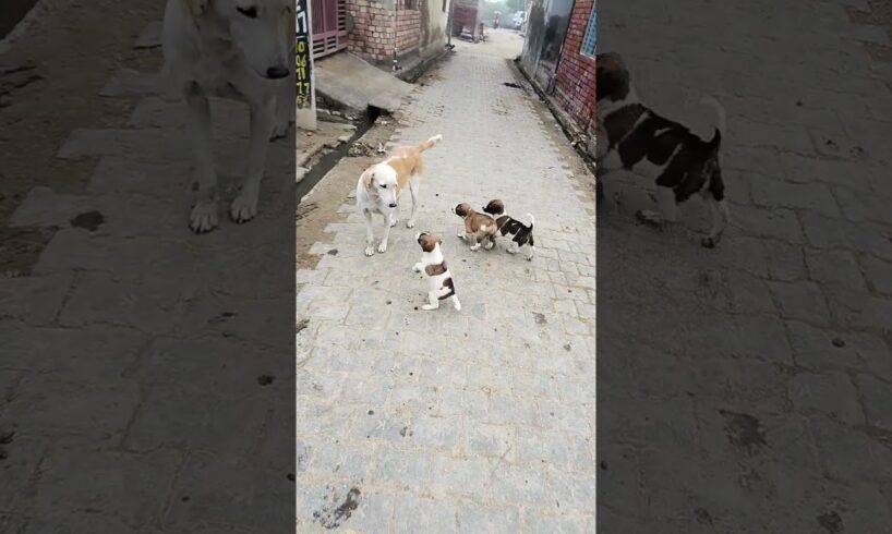 Cute puppies are playing #funny #dogfights #comedy #puppies #pets