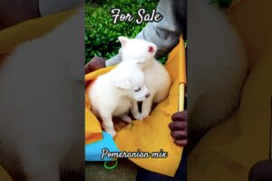 Cute puppies for sale ♥️🐶 #pets