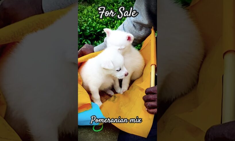 Cute puppies for sale ♥️🐶 #pets