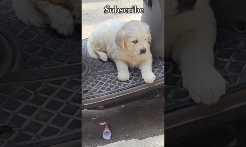 Cute puppies 😍//happy to see// subscribe// NCN Moona channel