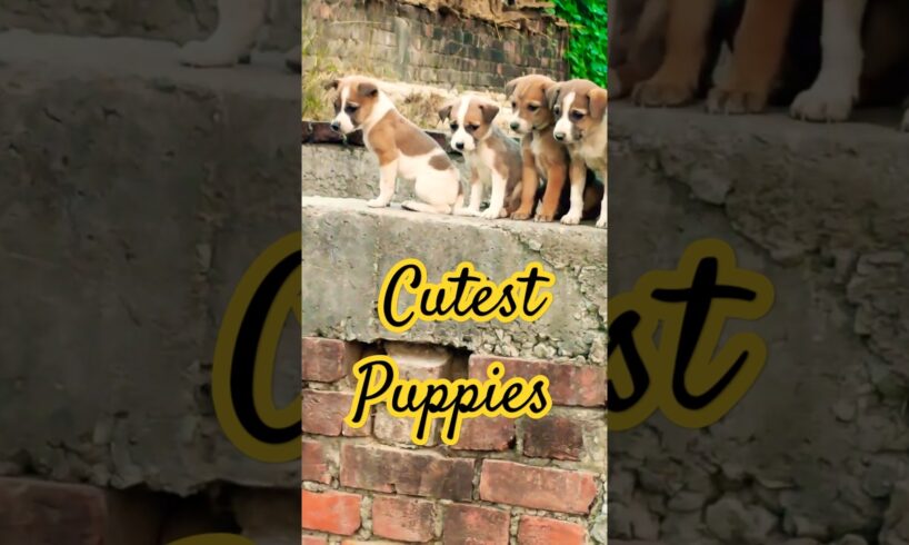 Cutest Puppies 🐕 | Funny Dog 🐕 puppy | #puppy #dog #cute #youtubeshorts #puppie #pilla
