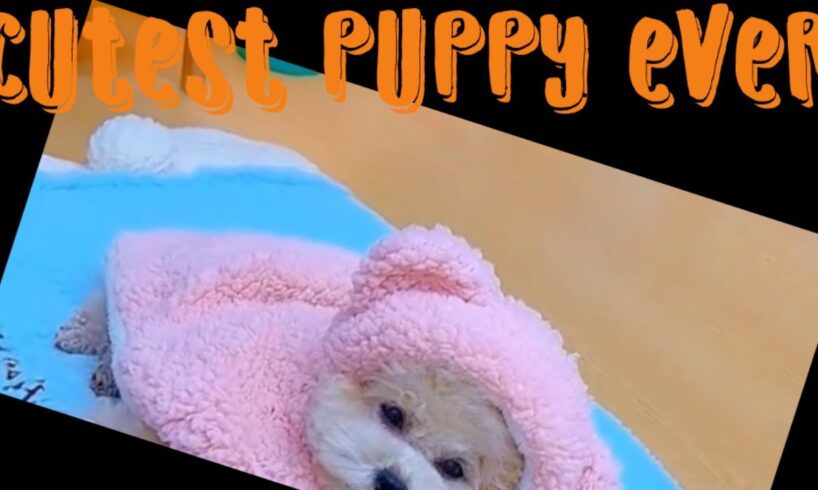 Cutest Puppy Moments You Wish Never Ended#cute #kitten #cat #fireworks #