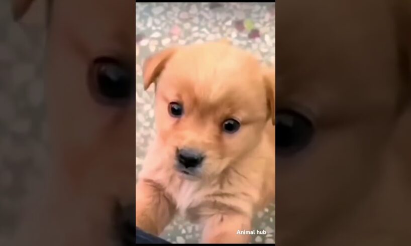 Cutest puppy barking🐶🐕😍♥️ beautiful brown puppy 🐶🐕♥️#happy #puppy #trending #shorts #viralvideo