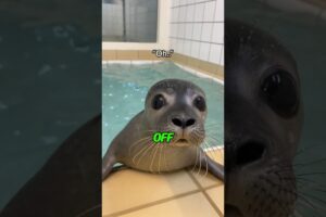 Distinguish the difference between seals and sea lions  #animallover #animals #animalhearted