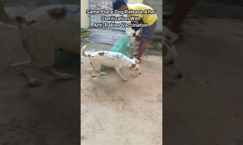 Dog releasing same palace #release #dog #dogwithpublicsafety #pets #ytshorts #rescue